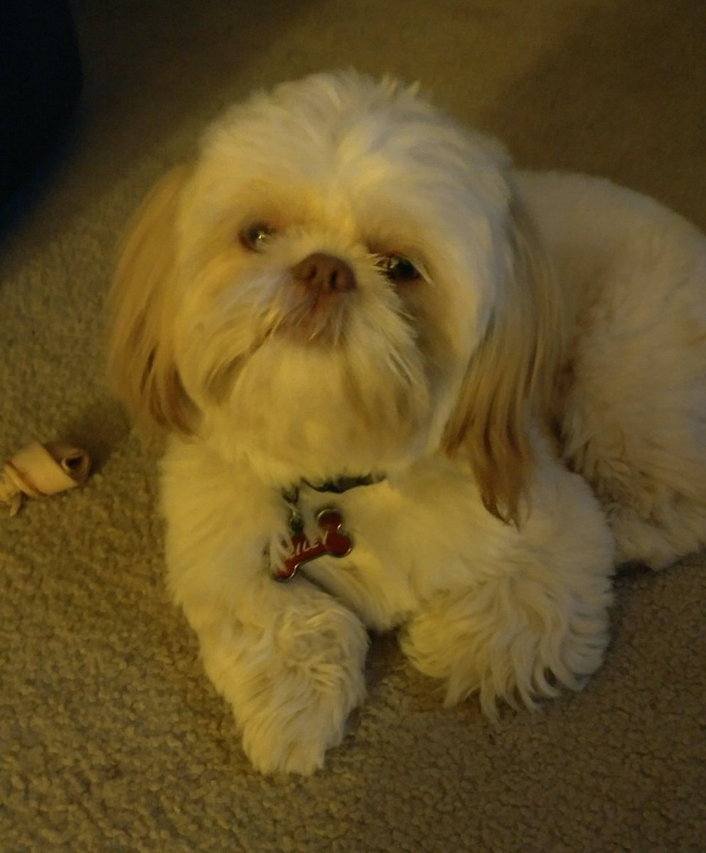 Vanessa B tweet media