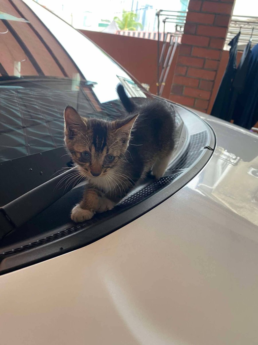 Kucing Terbuang tweet media