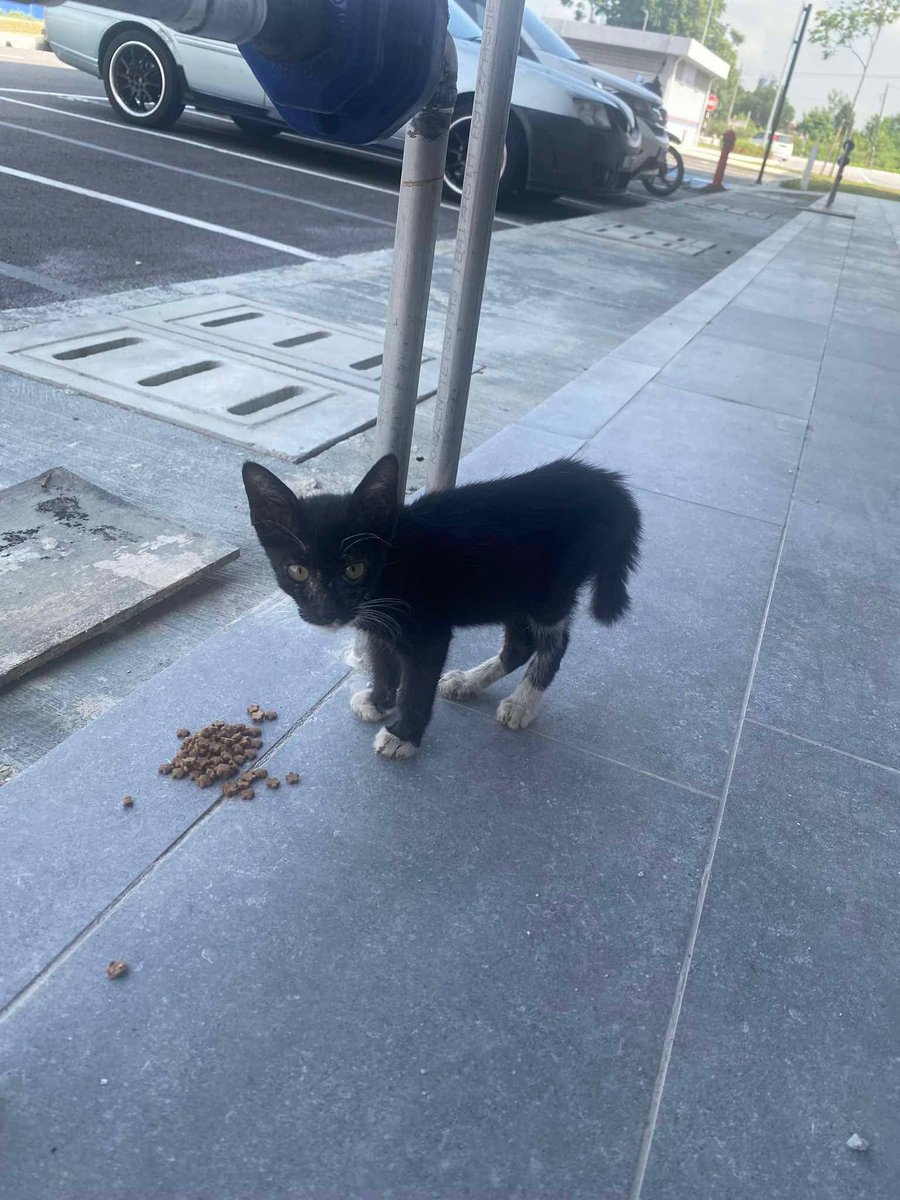 Kucing Terbuang tweet media