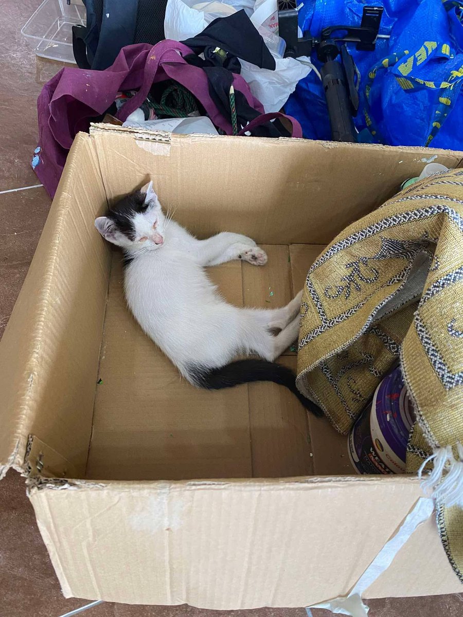 Kucing Terbuang tweet media