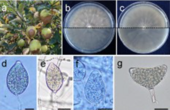 JGenPlantPathol's tweet photo. Published online: First report of Phytophthora pseudocitrophthora causing Phytophthora fruit rot on apples in Japan 🥀🍎🩺🔍🔬
https://t.co/Cj154Lvu4j
Get free fulltext with ID 1279 🔓🆓
https://t.co/0YaDeh2gcU
#PlantPathology #FungalDisease https://t.co/nw5yyl4nzB