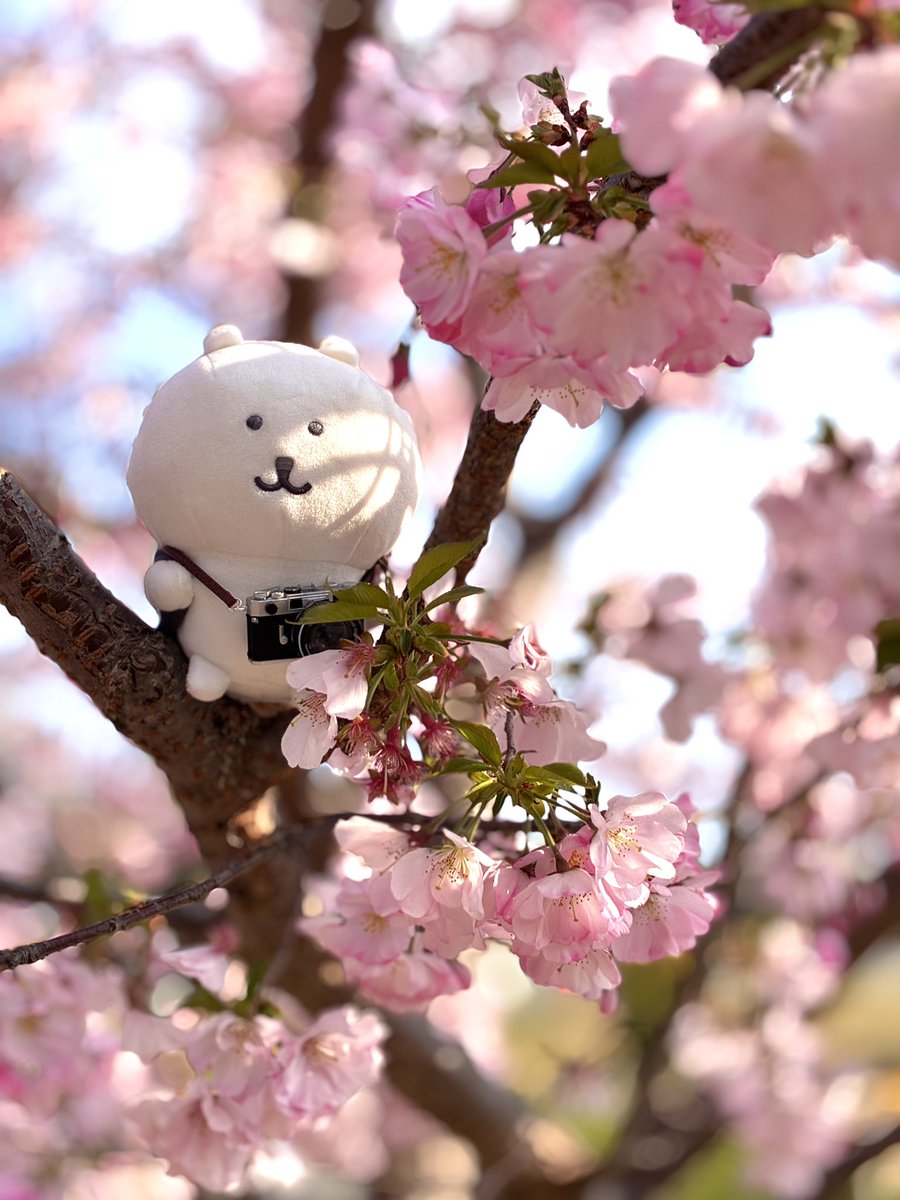 しとらす tweet media