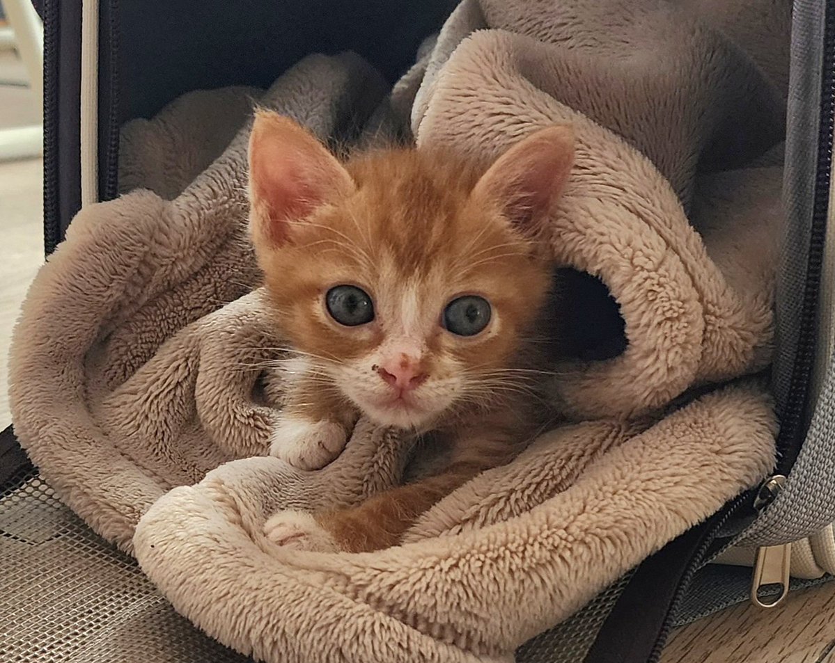 제이칼립소 tweet media