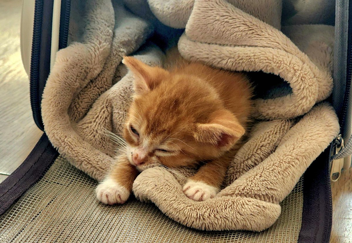 제이칼립소 tweet media