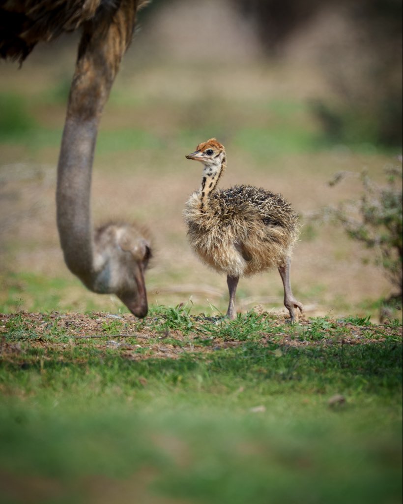 صغار النعام… خطواتهم الصغيرة تحكي بداية قصة كبيرة 🐣
بفضولهم، وحركتهم، ونظراتهم… تكتشفون جمال الحياة في أبسط تفاصيلها 🤍
هنا في سفاري الشارقة، كل يوم هو بداية جديدة 🦩🌿

هل سبق لكم مشاهدة صغار النعام عن قرب؟ 👀