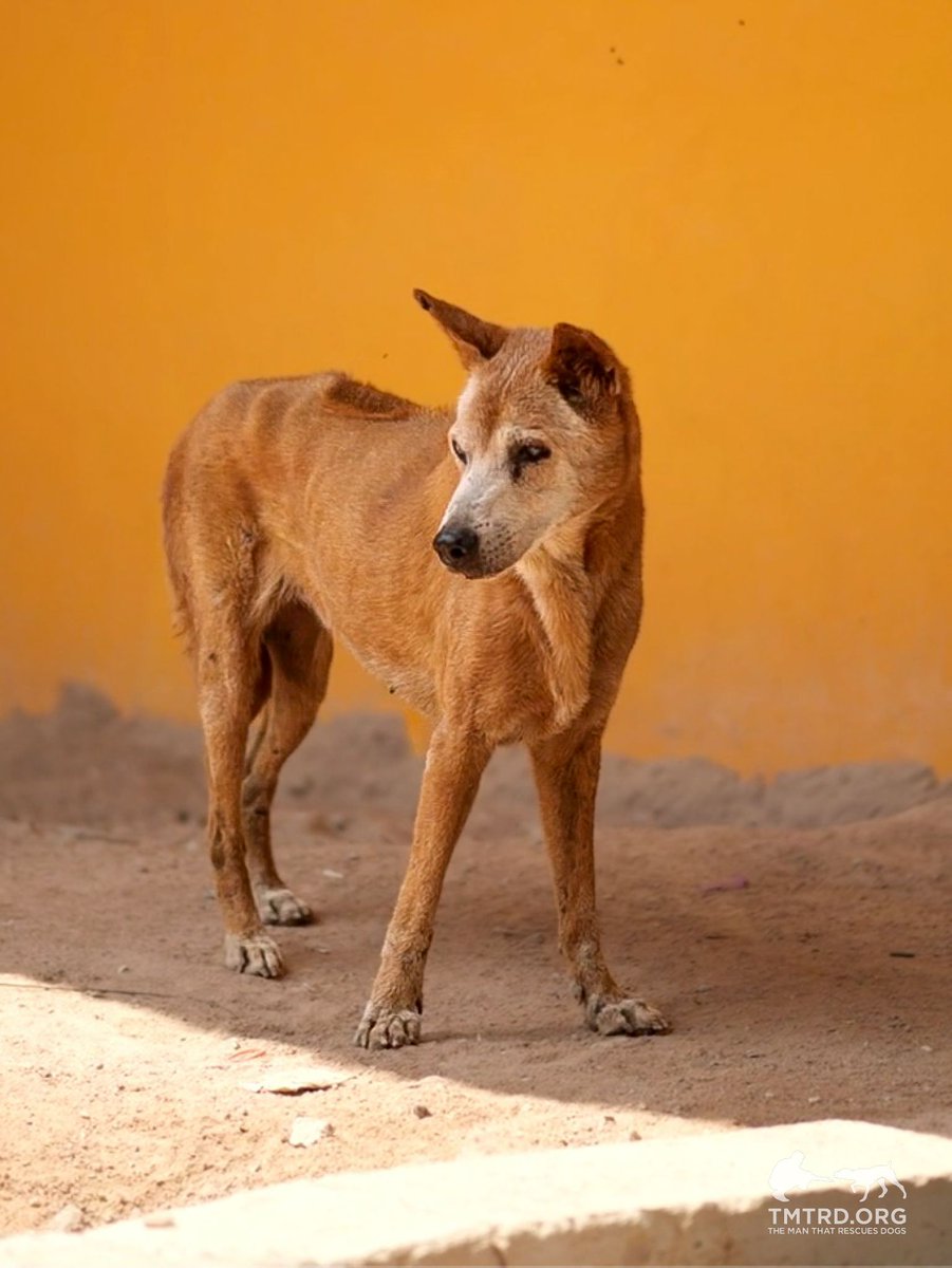 TMTRD - The Man That Rescues Dogs Foundation tweet media