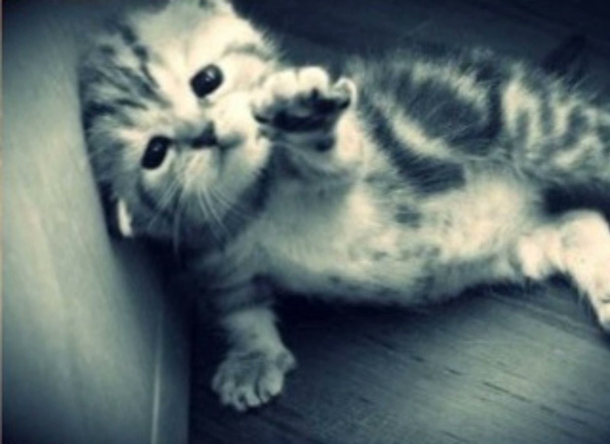 thai esposa troféu ⊙⊝⊜ tweet media