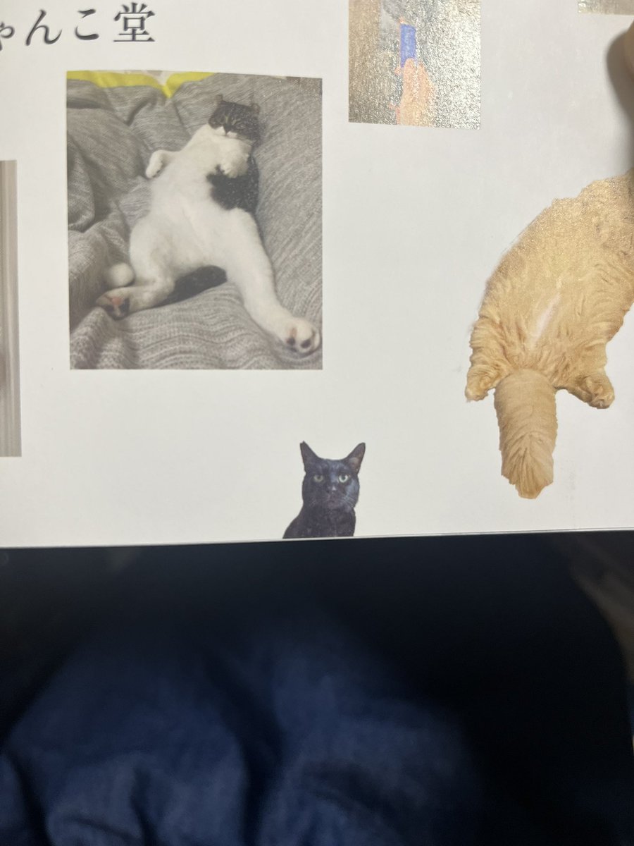 刈屋さちよ tweet media