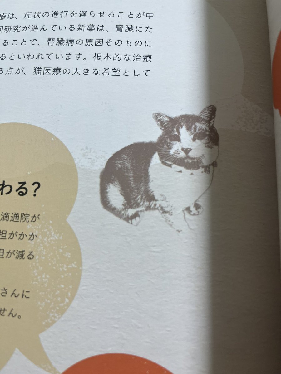 刈屋さちよ tweet media