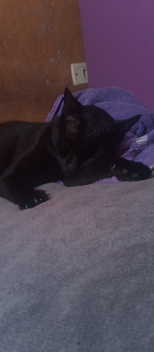 Kartoffel 🪭 tweet media