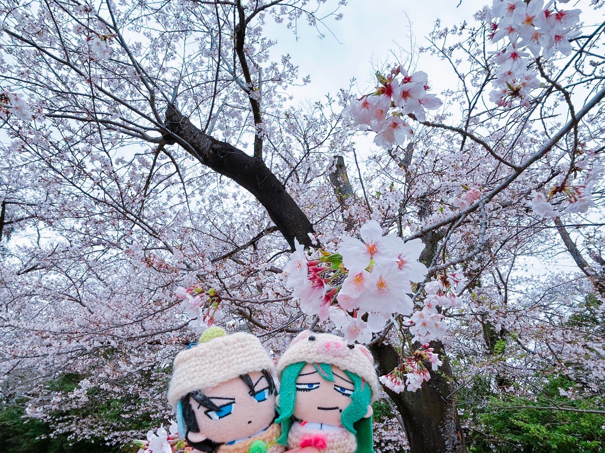 「今日雨上がりの昼休みに職場近くの桜スポットに行ったら満開で人がいなくてとても良か」|ゆう🌸のイラスト