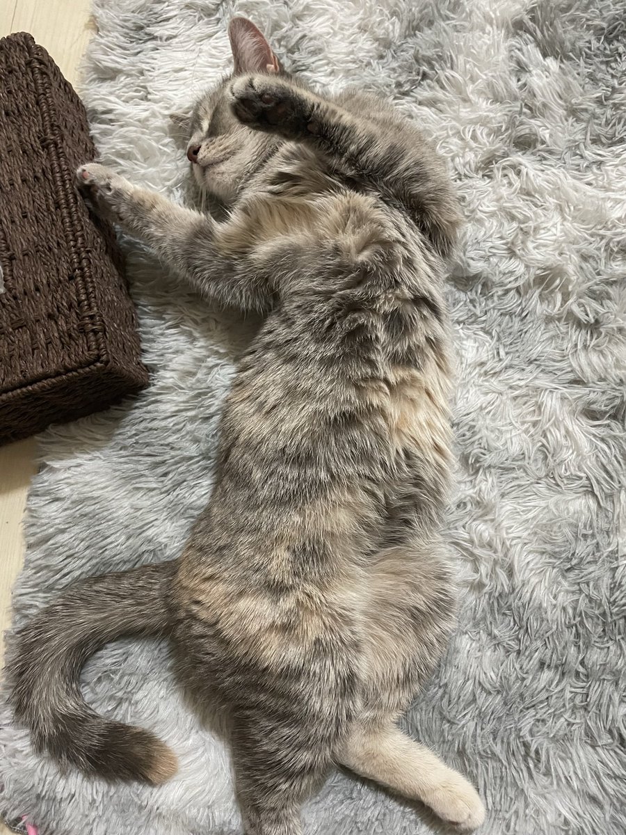 たりま姫 tweet media