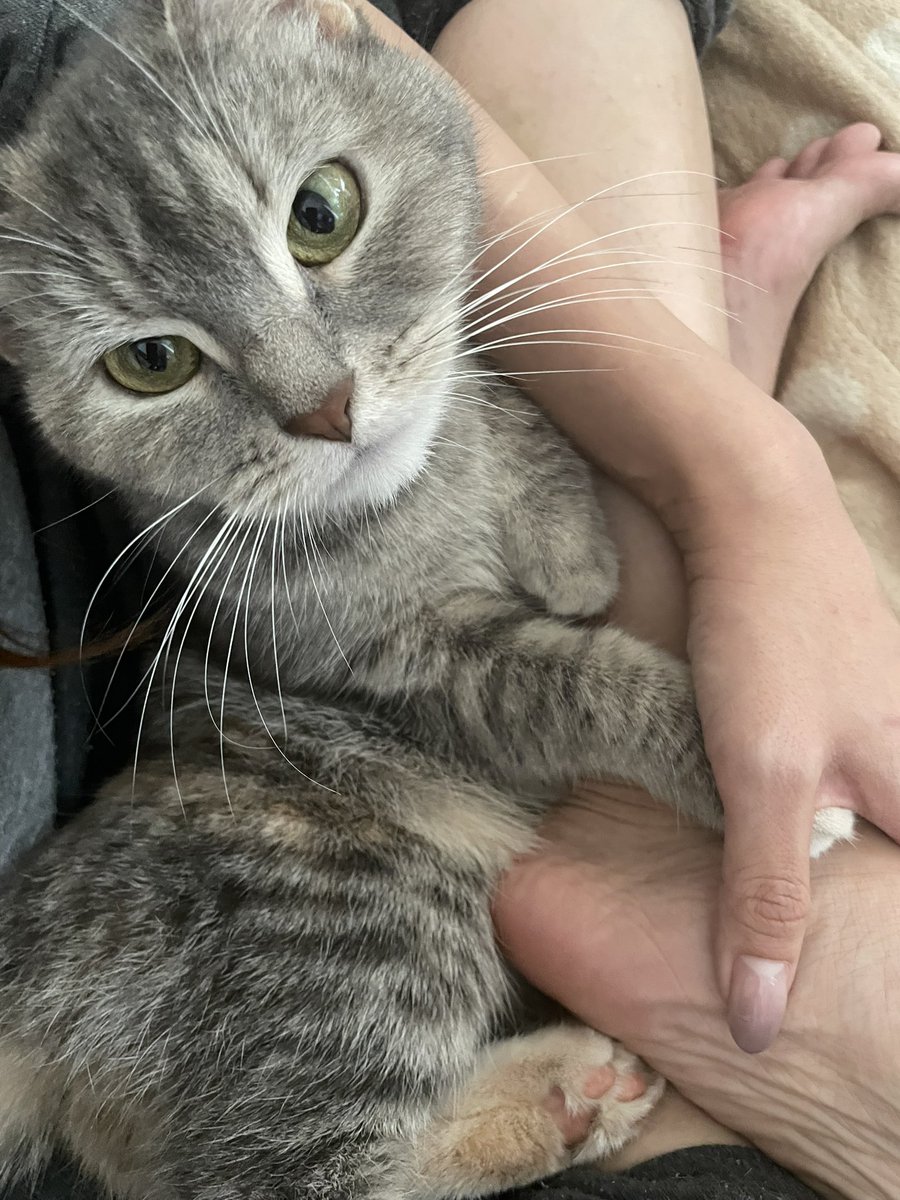 たりま姫 tweet media