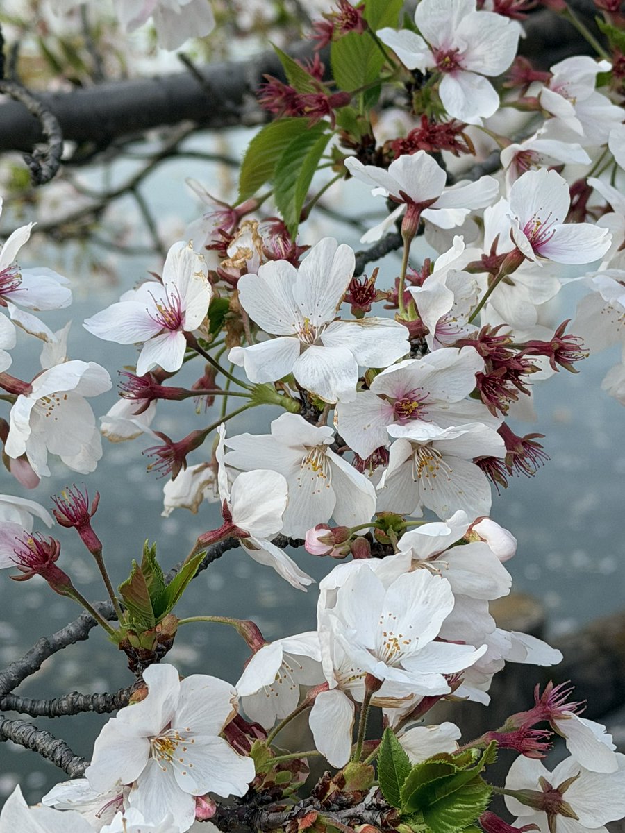 双葉みらい🌼姉@必勝本東海 tweet media