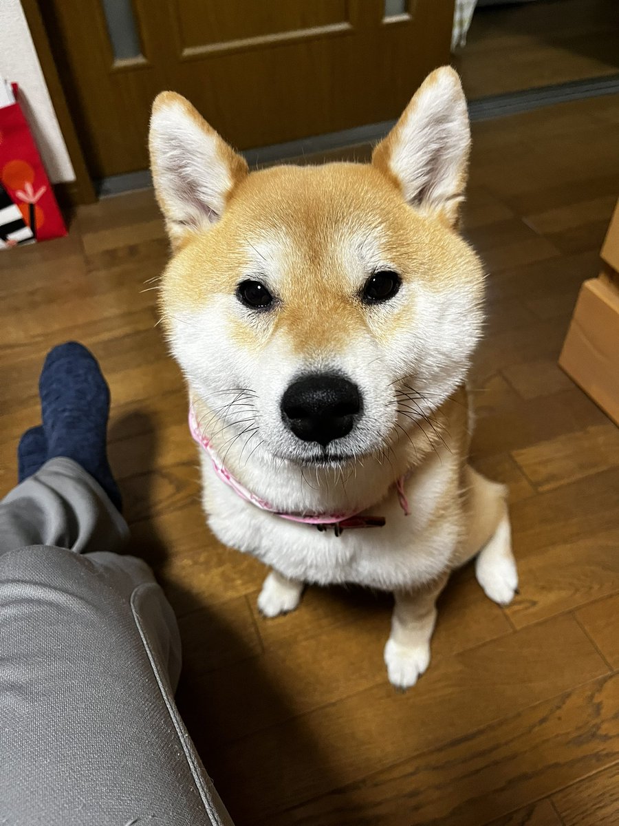 shibainukome's tweet photo. ドッグランから帰ってきて爆睡してたのに、復活してやってきました。

おやつください。 https://t.co/qUEMeRQm1Z