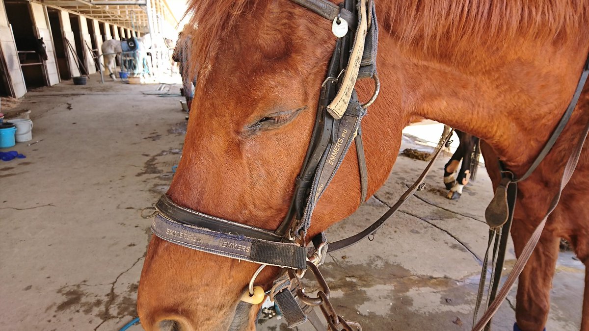 ぴーまん tweet media