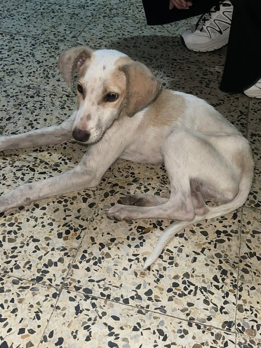 CASO DE TERCEROS..Vuelvo a publicar por aquí a Toby ya que lo había dado en adopción y me lo quieren devolver, pero ya la persona que me ayudaba a tenerlo no puede recibirlo de nuevo. Estoy desesperada por encontrarle un hogar pronto, por favor ayúdenme a encontrarle una familia