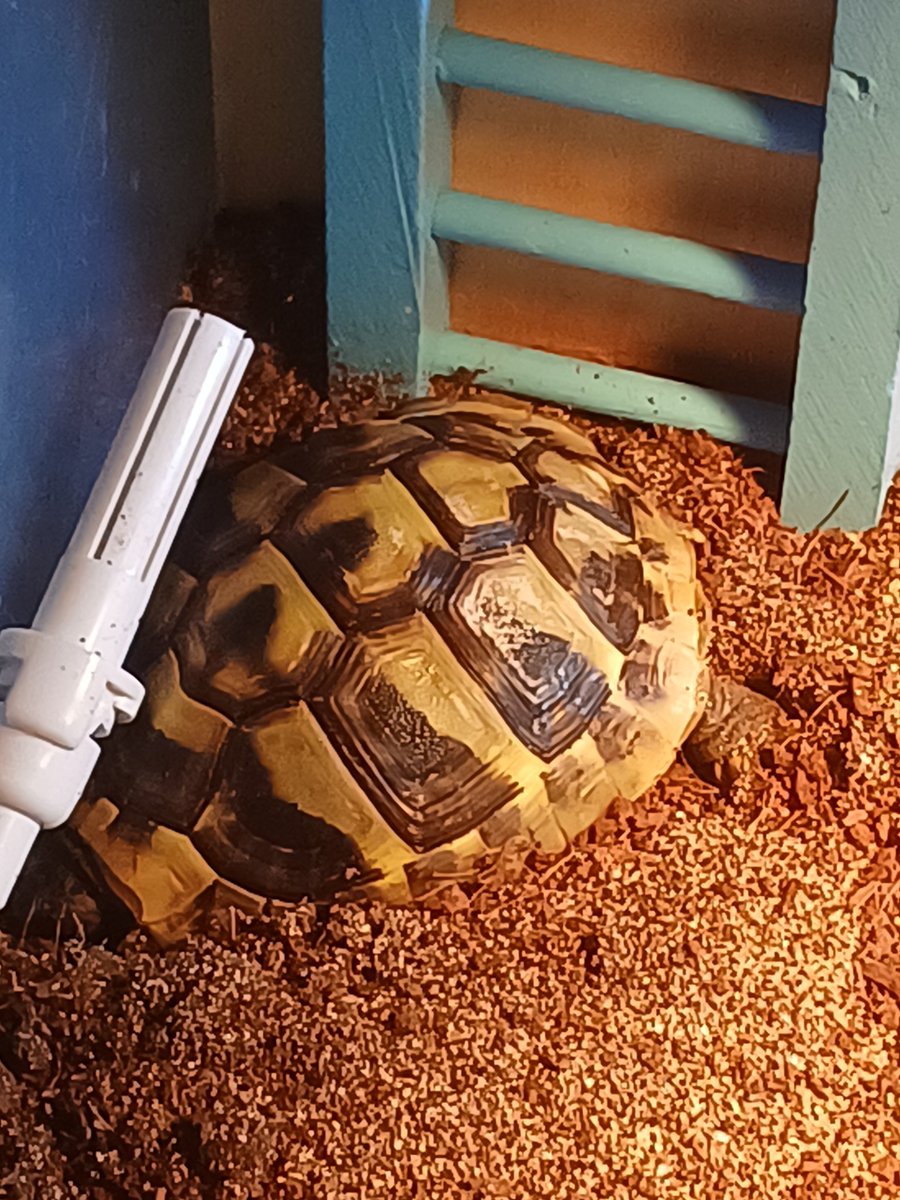 김뵤뵷|반동결 tweet media