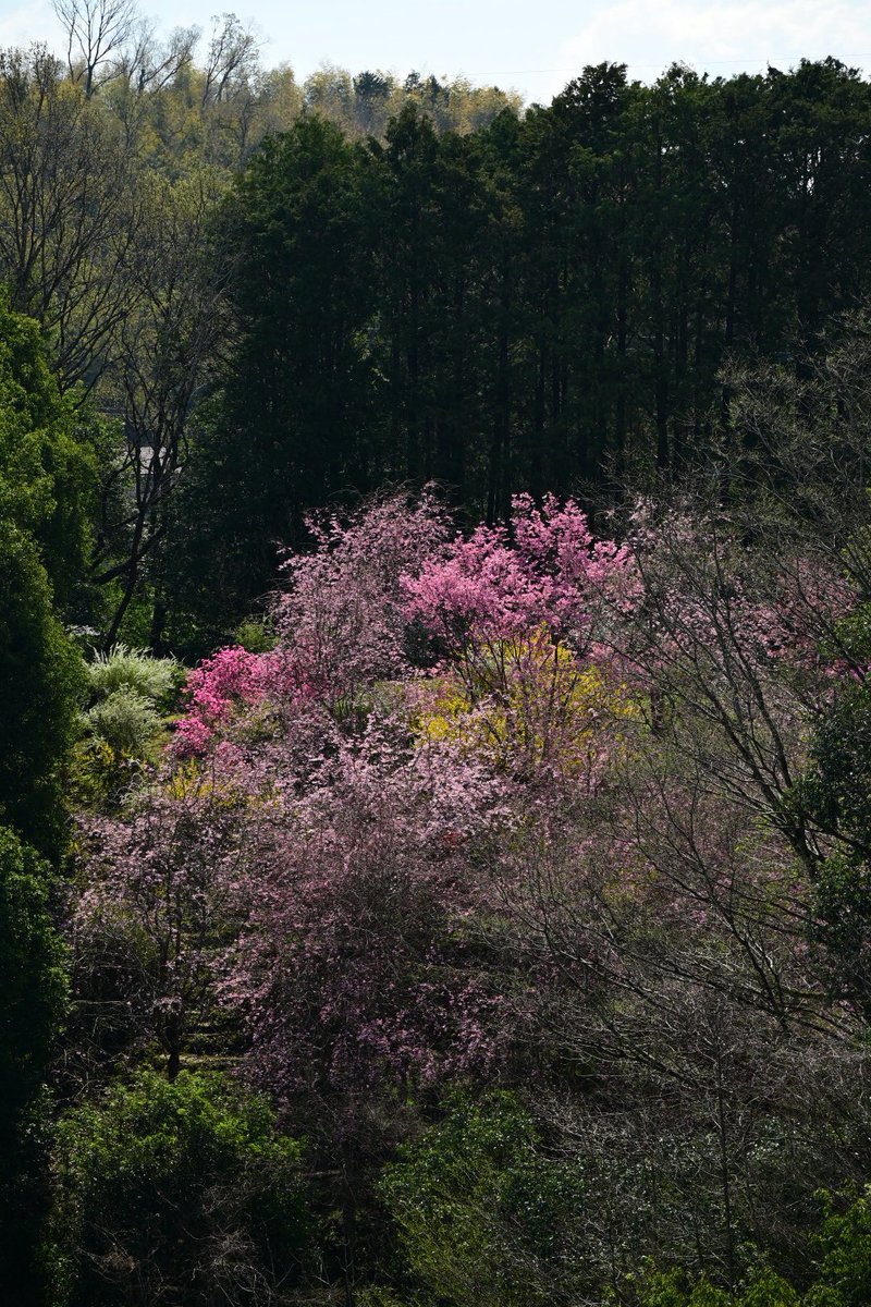 isa96densuke's tweet photo. 千の散歩道
🌸満開満開満開満開満開🌸
#散歩写真 https://t.co/8PPGDWXnMm