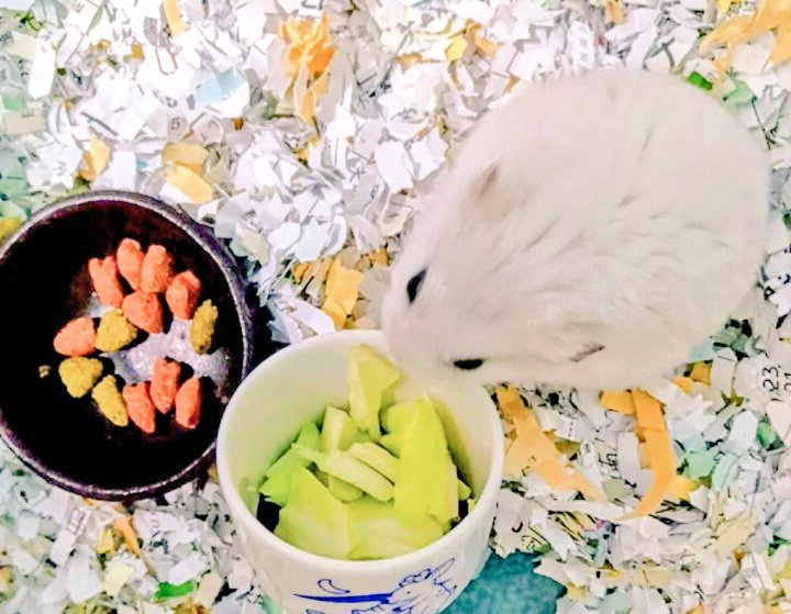 こつぶ（せいしん貝） tweet media