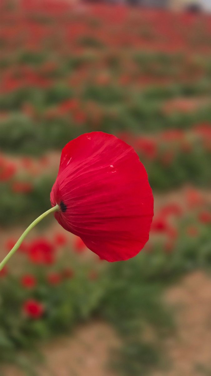 حـــــ🌹ـــــديقة الــــ🌹ـــجوري tweet media