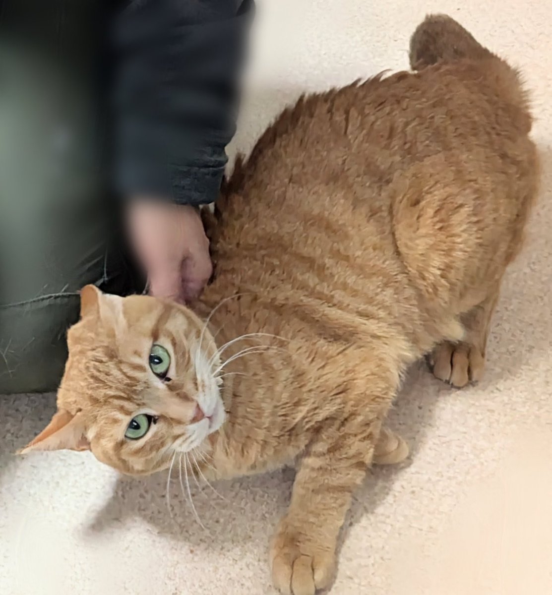 保護猫宿舎ゴロ 里親募集中の猫たち tweet media