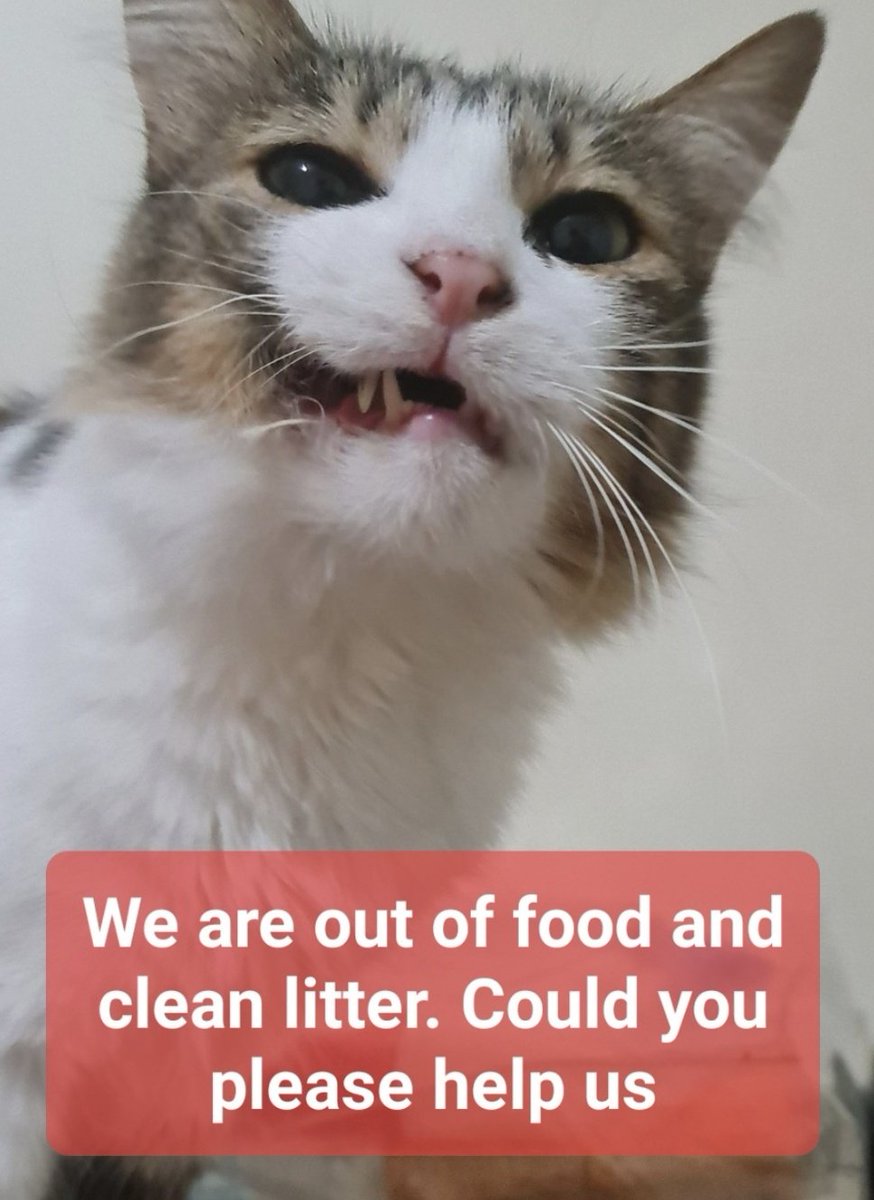 CWNH - Cats With No Hope Rescue tweet media