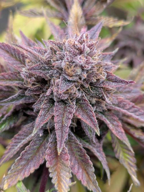 grow.diaries tweet media