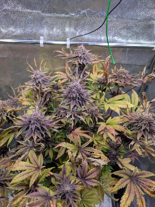 grow.diaries tweet media