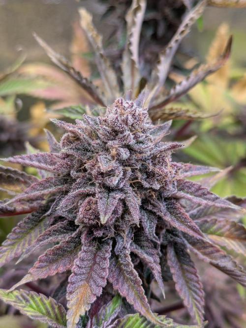 grow.diaries tweet media