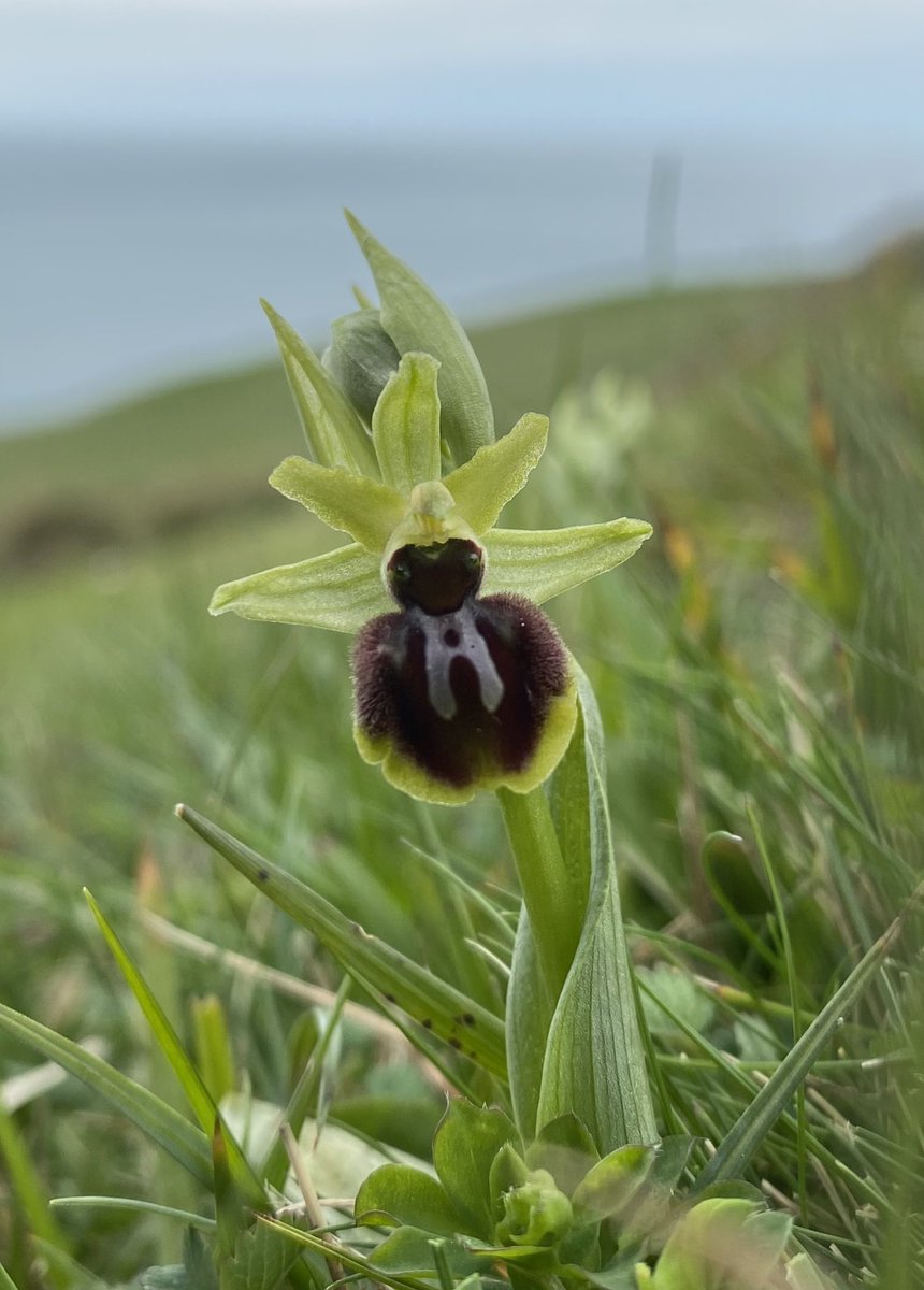 StevePa46290725's tweet image. A few more Early Spider Orchids (Ophrys sphegodes) from yesterday’s trip to Purbeck. A dull day brightened by these lovely flowers. #orchid #wildflowers #dorset