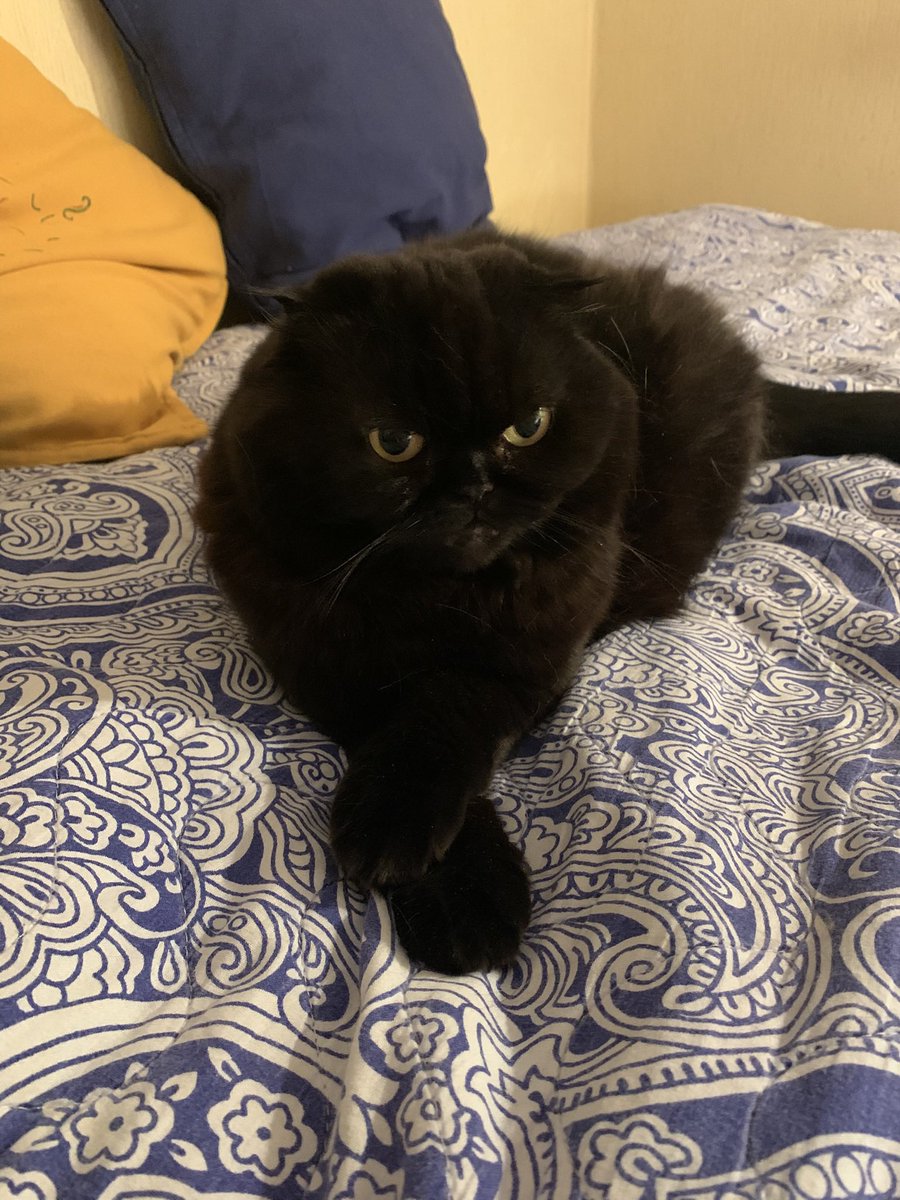 товарищ Машенька, вещая жёнка tweet media