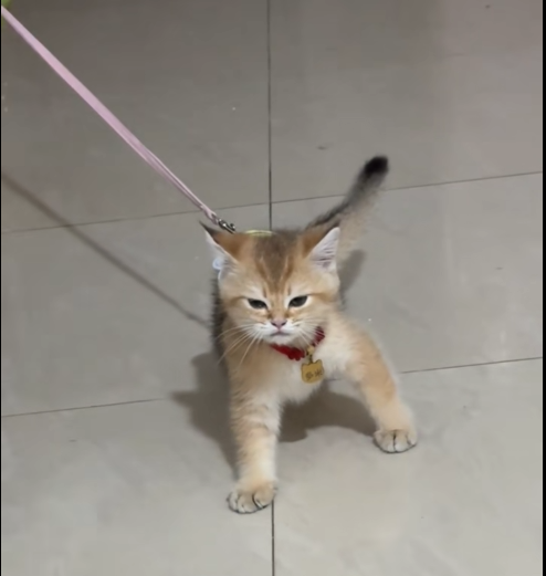 capstxn's tweet photo. one of the few shits u see and u instantly know this is gold

solid community, so viral

$cat such a fricking pve runner 

DY4VdRQmMbPa4t7o7RYbBdQRd7QrZ7xGSKmCoiYhpump https://t.co/ZyYdP9wA9x