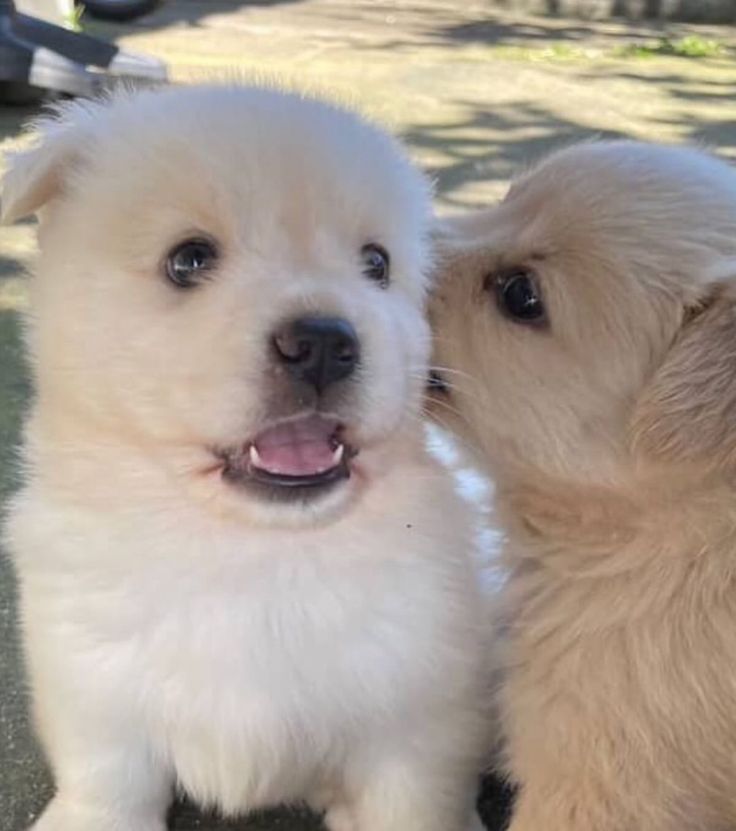 Dogs all the way tweet media