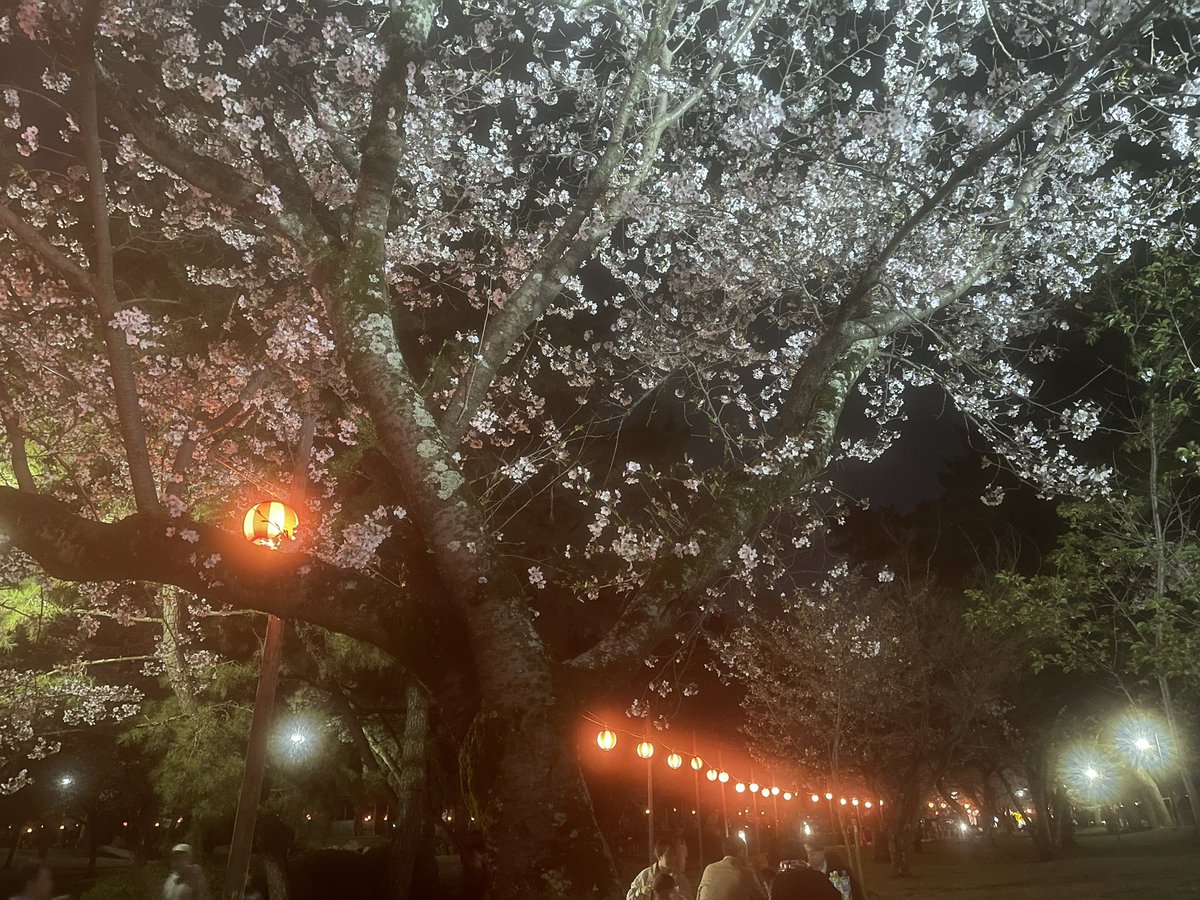 panda_pp's tweet photo. 酒津公園で夜桜の花見
#倉敷 #酒津 #花見 https://t.co/uSKNY7rw0q