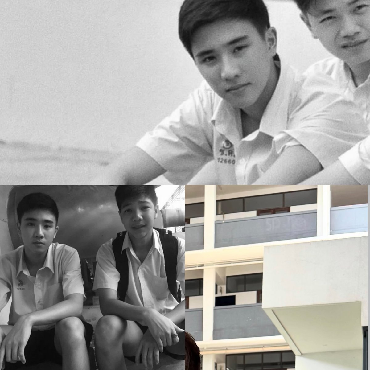 Sunflower tweet media