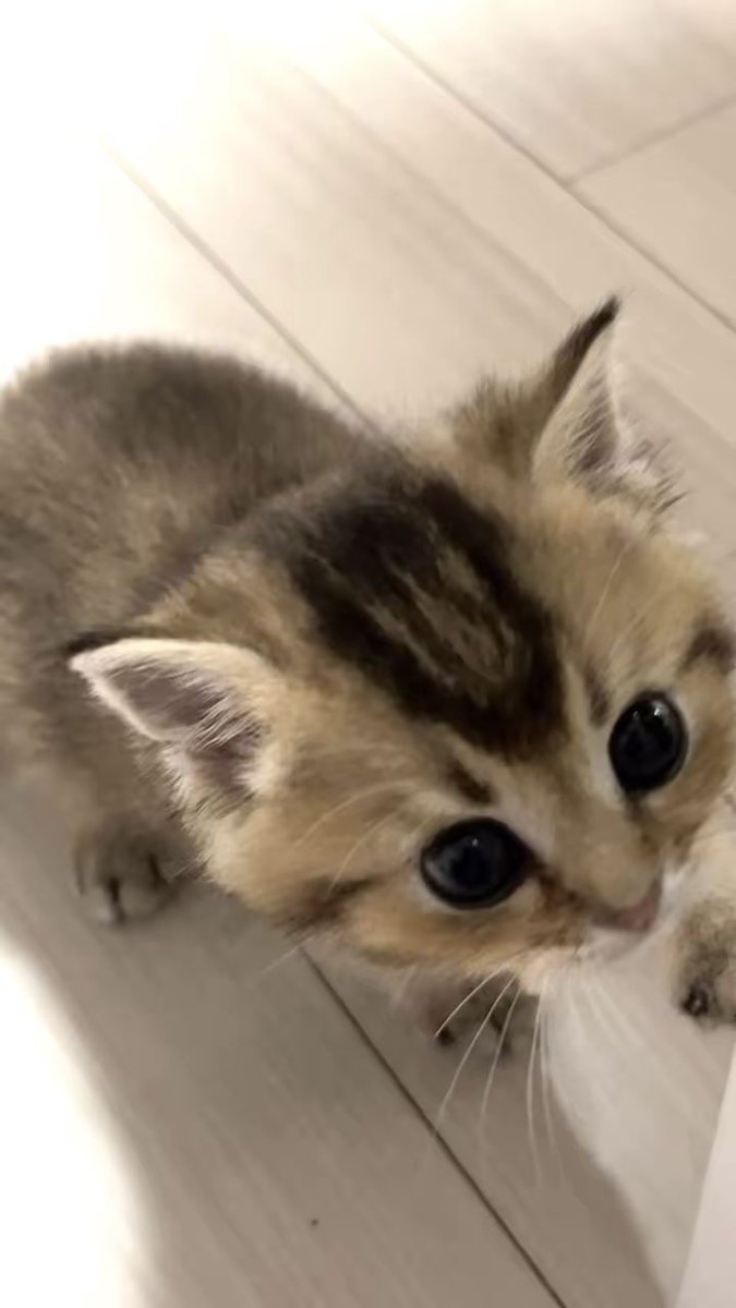 안나 모심글 tweet media