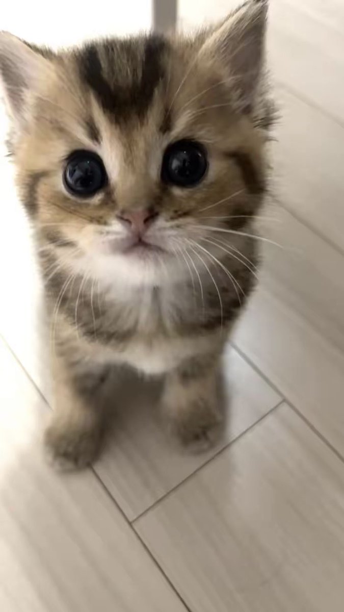 안나 모심글 tweet media