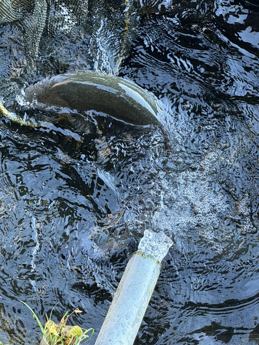 蛇尾川フィッシングパーク tweet media