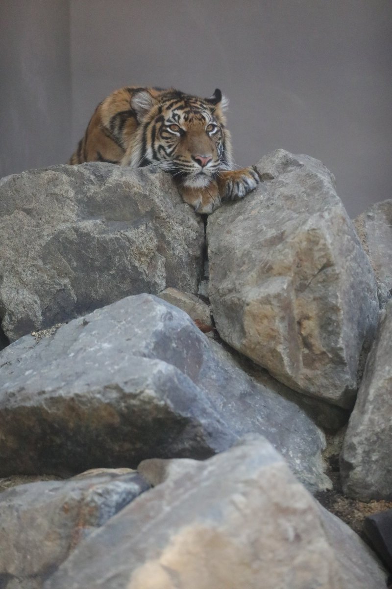 tabibito tweet media