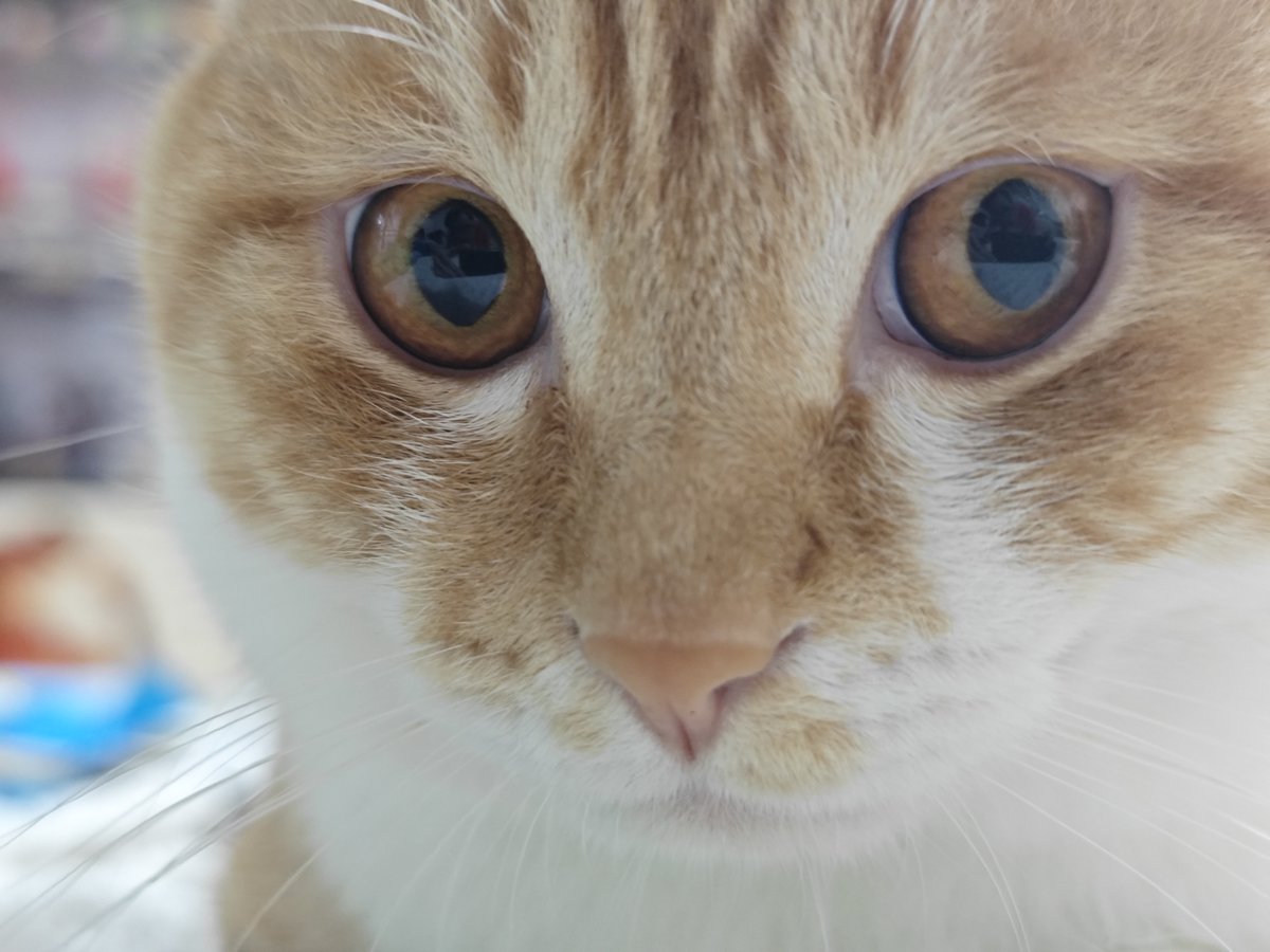 ironmouse998's tweet photo. 貓話：meow?
人話：貓奴看什麼看?
#貓奴 https://t.co/SVY5eGduBX
