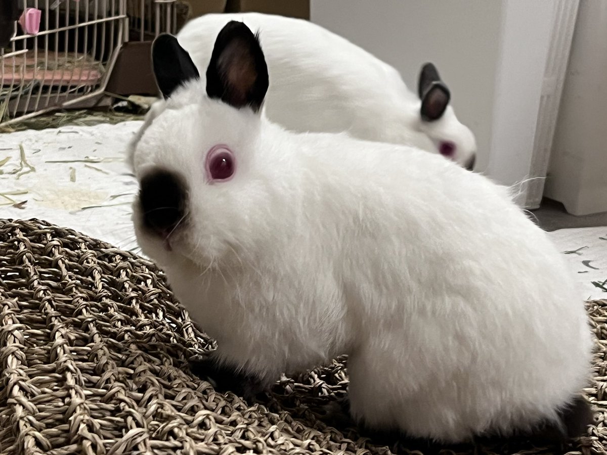 🐇うさぎに首ったけ ꪔ̤ 首ちゃん 🐇 tweet media