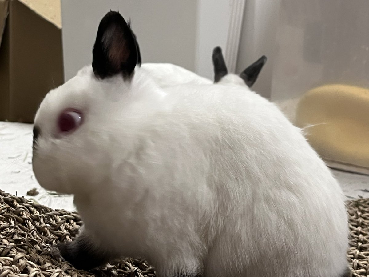 🐇うさぎに首ったけ ꪔ̤ 首ちゃん 🐇 tweet media