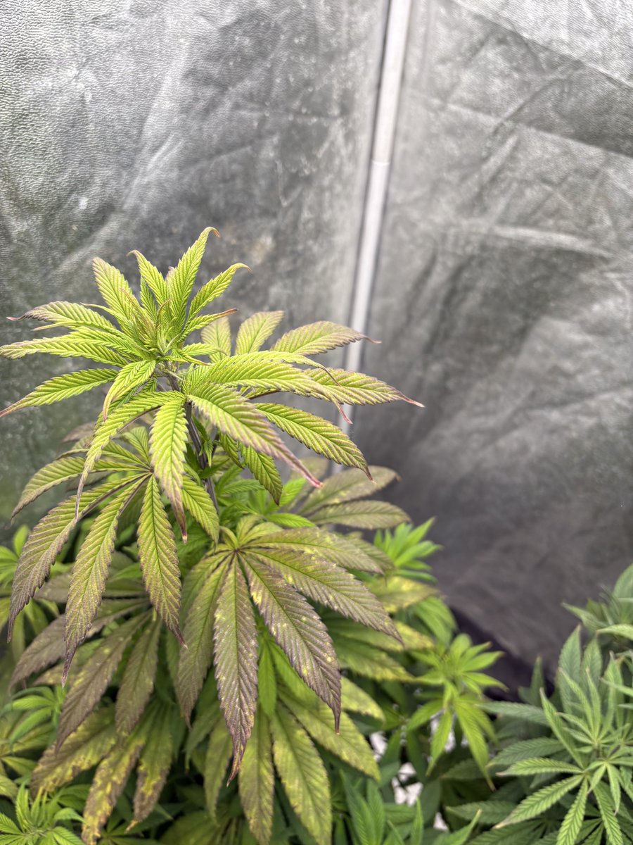 RichEIREjonesy's tweet photo. OOOOOPS …!!!!
Well I was wondering why the Gelato autos hadn’t gone into flower yet ..??
THEY’RE PHOTOPERIOD NOT AUTOS ..!!! FFS 🤦🏻 Oh well switched them to 12/12 !! #checkThePackaging #Homegrown #Ganja #FuckCancer #GrowYourOwn https://t.co/J0v9vHOHDO