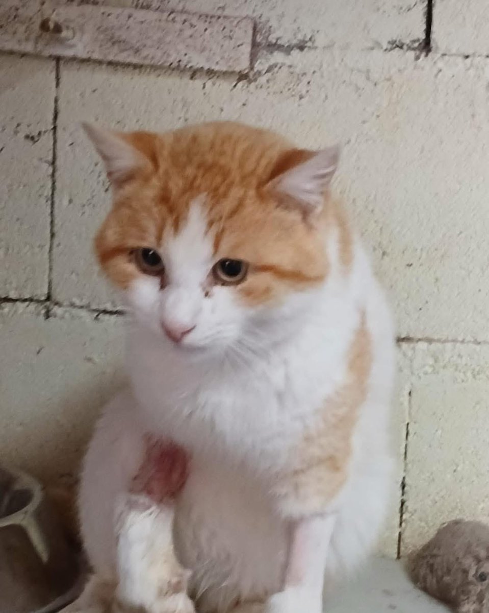 asociación abeiro tweet media