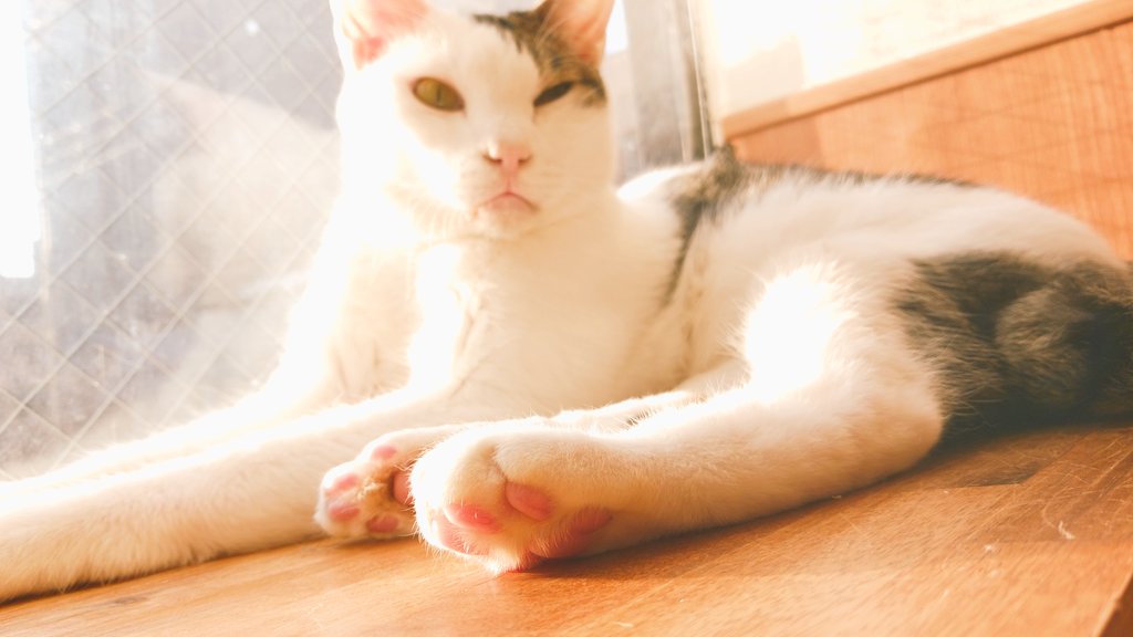 そう庫あや香 tweet media