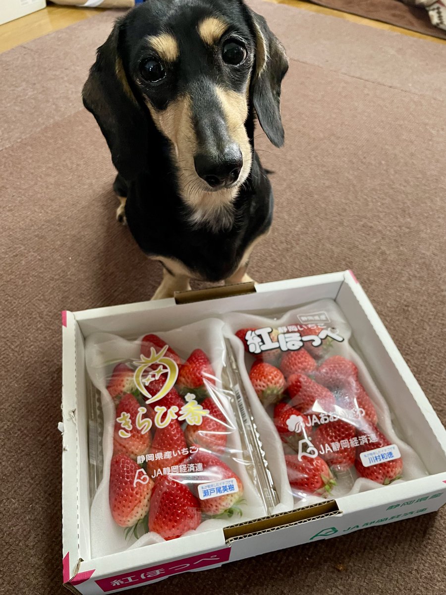 Alice_Chocolat tweet media