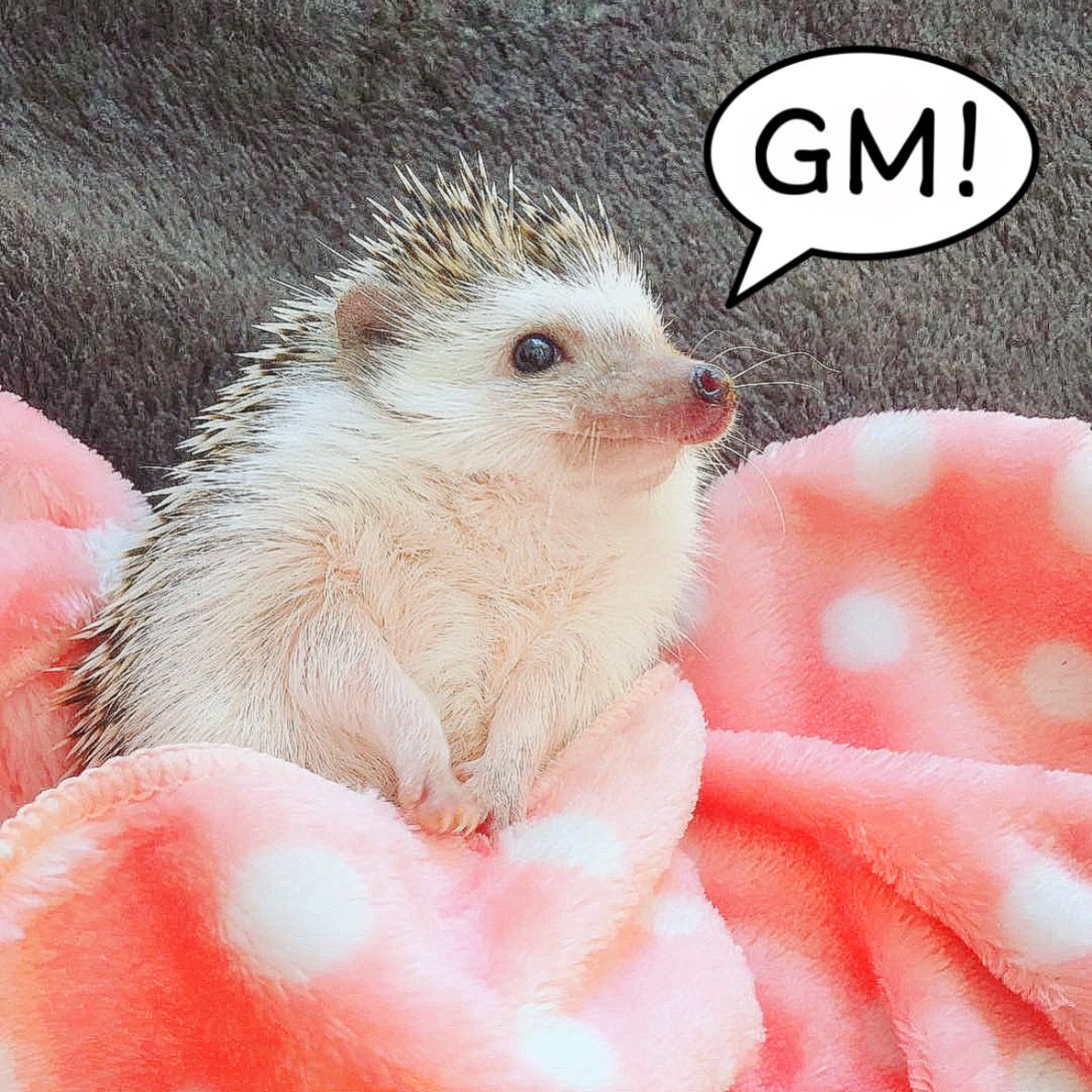 Hans Hedgehog tweet media