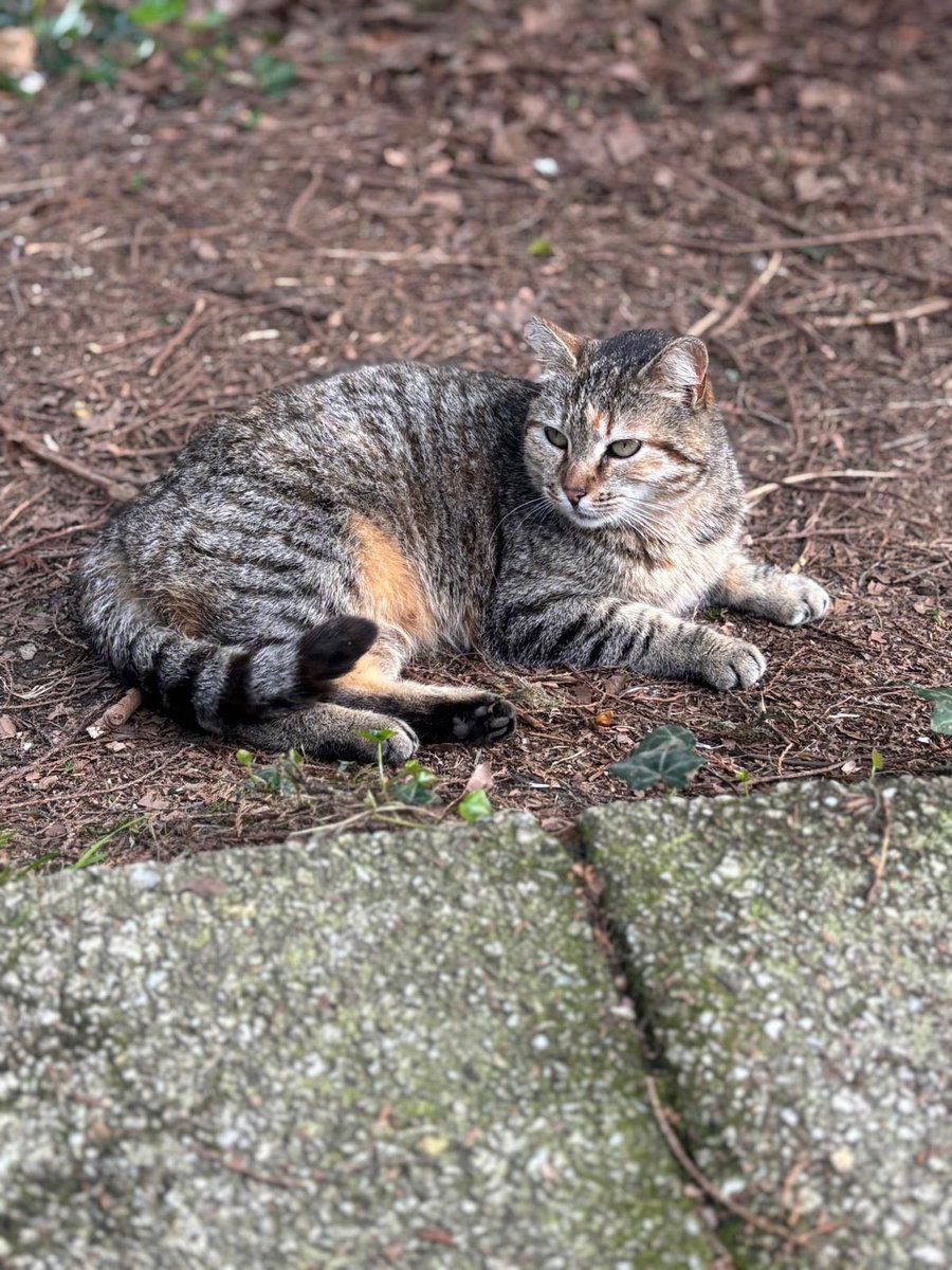 asociación abeiro tweet media