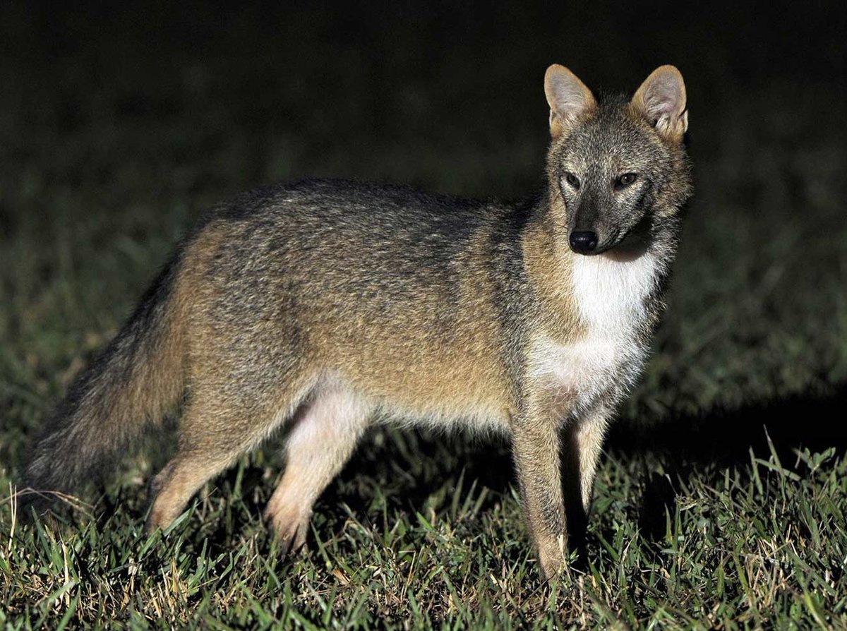 Richie 🪶🔺☭ tweet media